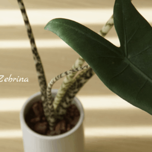 Những điều cần biết về cây Môn Alocasia Zebrina