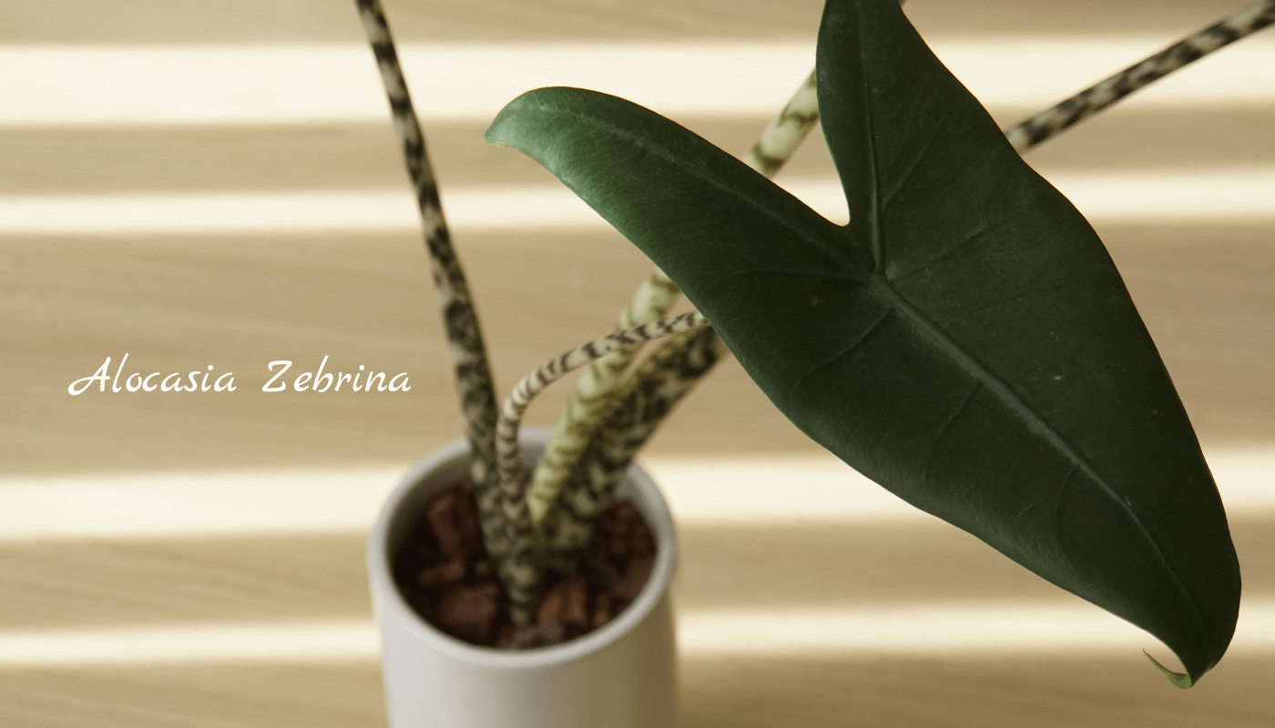 Những điều cần biết về cây Môn Alocasia Zebrina