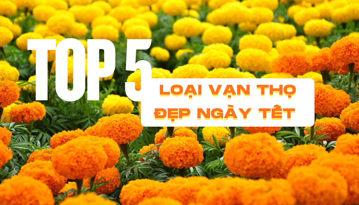 top 5 loại vạn thọ đẹp ngày tết