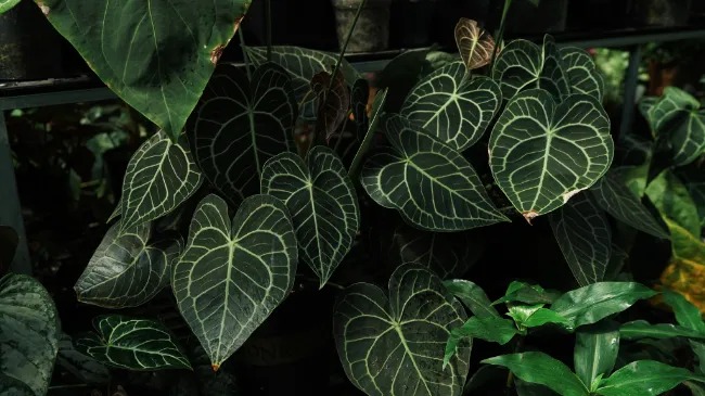 Tìm hiểu kiểng lá Anthurium hình trái tim siêu đẹp