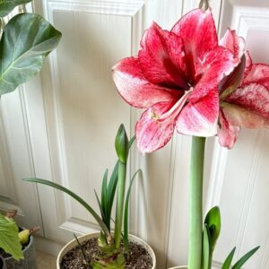 4 hiểu lầm thường gặp trong cách trồng Amaryllis trong nhà.