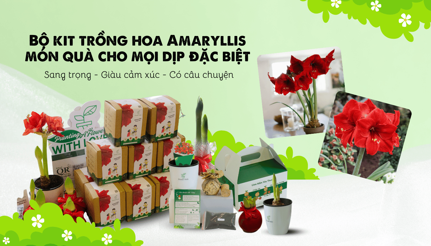 Bộ kit trồng hoa Amaryllis món quà cho mọi dịp đặc biệt.