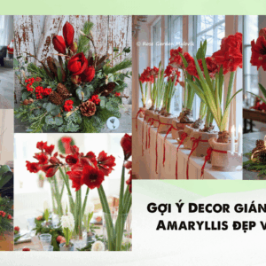 5 gợi ý decor giáng sinh với Amaryllis đẹp và dễ làm.