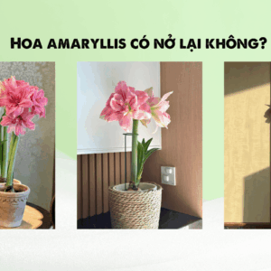 Hoa amaryllis có nở lại không? Cách giúp củ nở lần 2, lần 3.