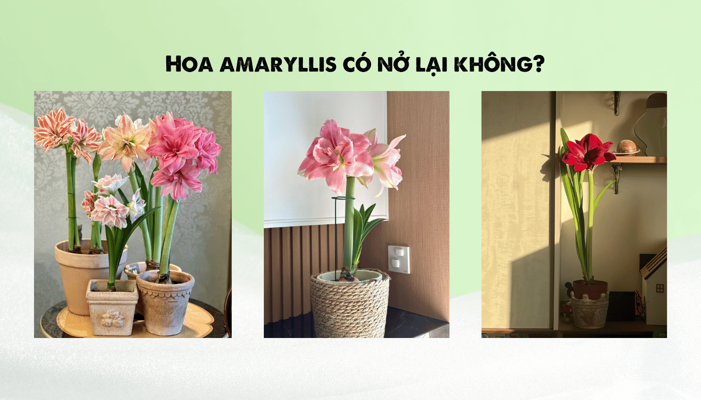 Hoa amaryllis có nở lại không? Cách giúp củ nở lần 2, lần 3.