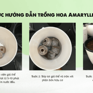 Các bước hướng dẫn trồng hoa Amaryllis chi tiết.