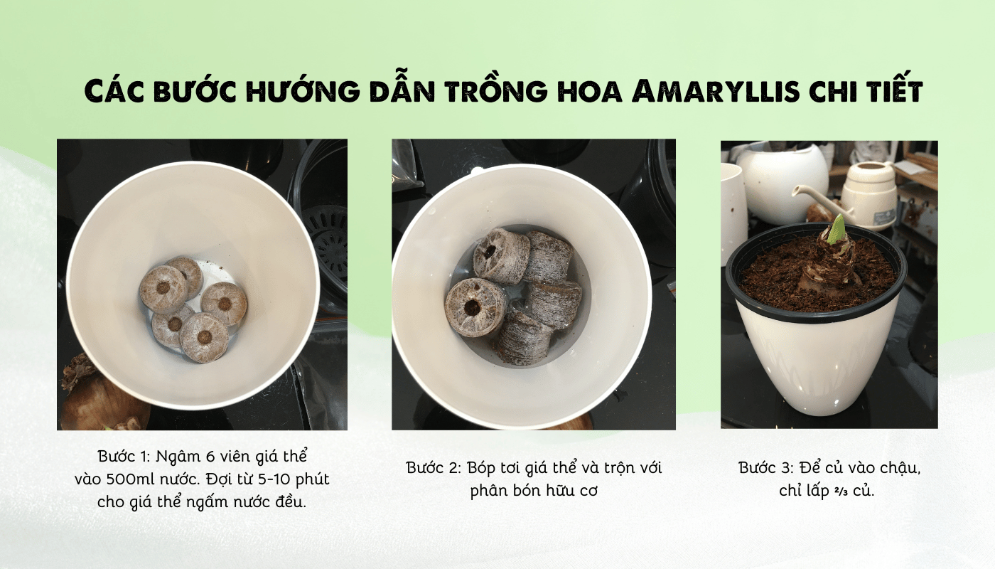 Các bước hướng dẫn trồng hoa Amaryllis chi tiết.