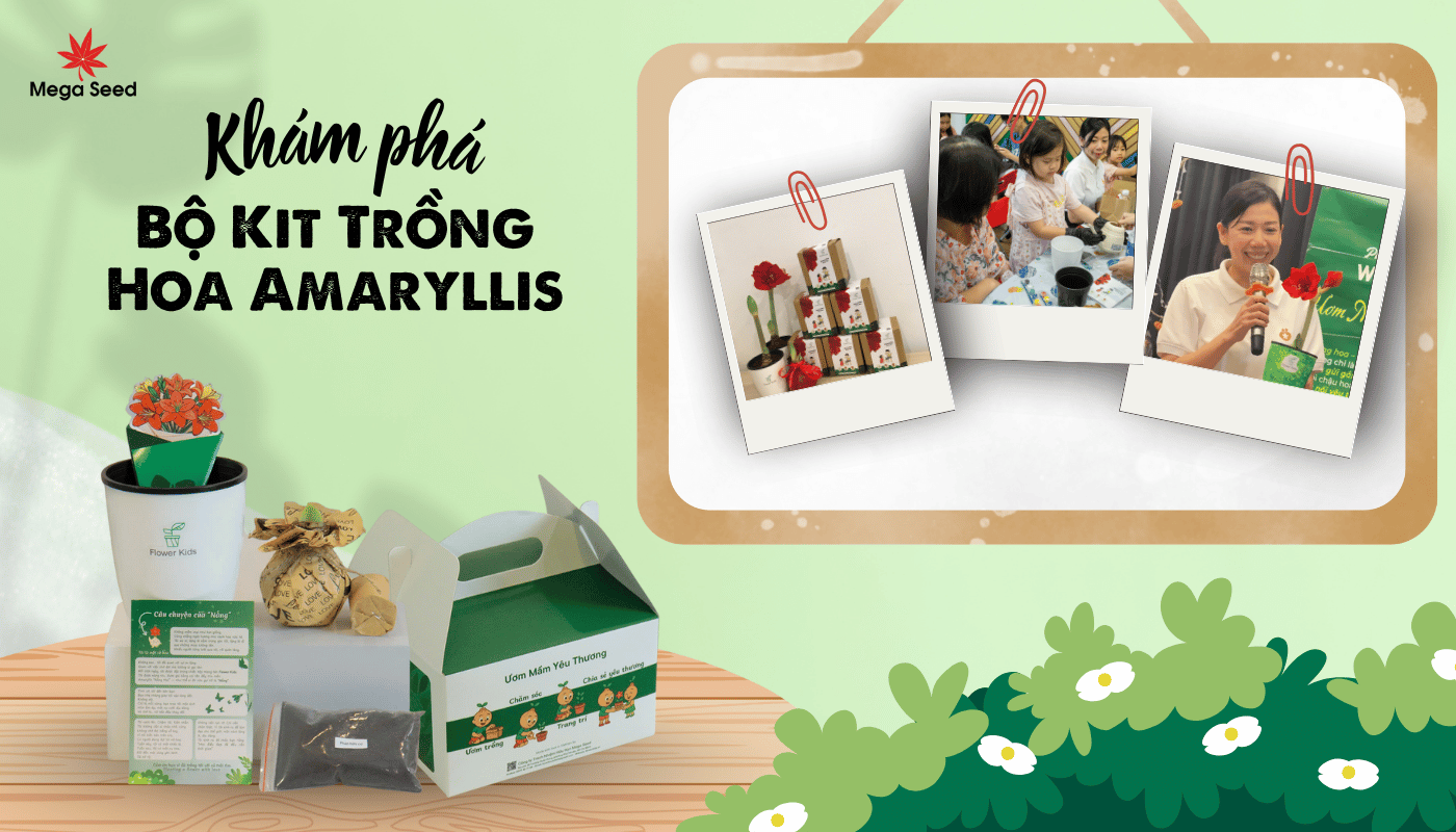 Khám phá thành phần bộ kit trồng hoa Amaryllis Flower Kids.