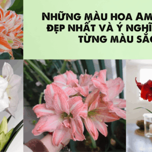 Những màu hoa amaryllis đẹp nhất và ý nghĩa theo từng sắc hoa.