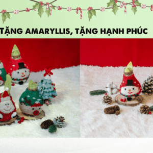 Ý nghĩa của bộ kit trồng hoa trong dịp Noel.