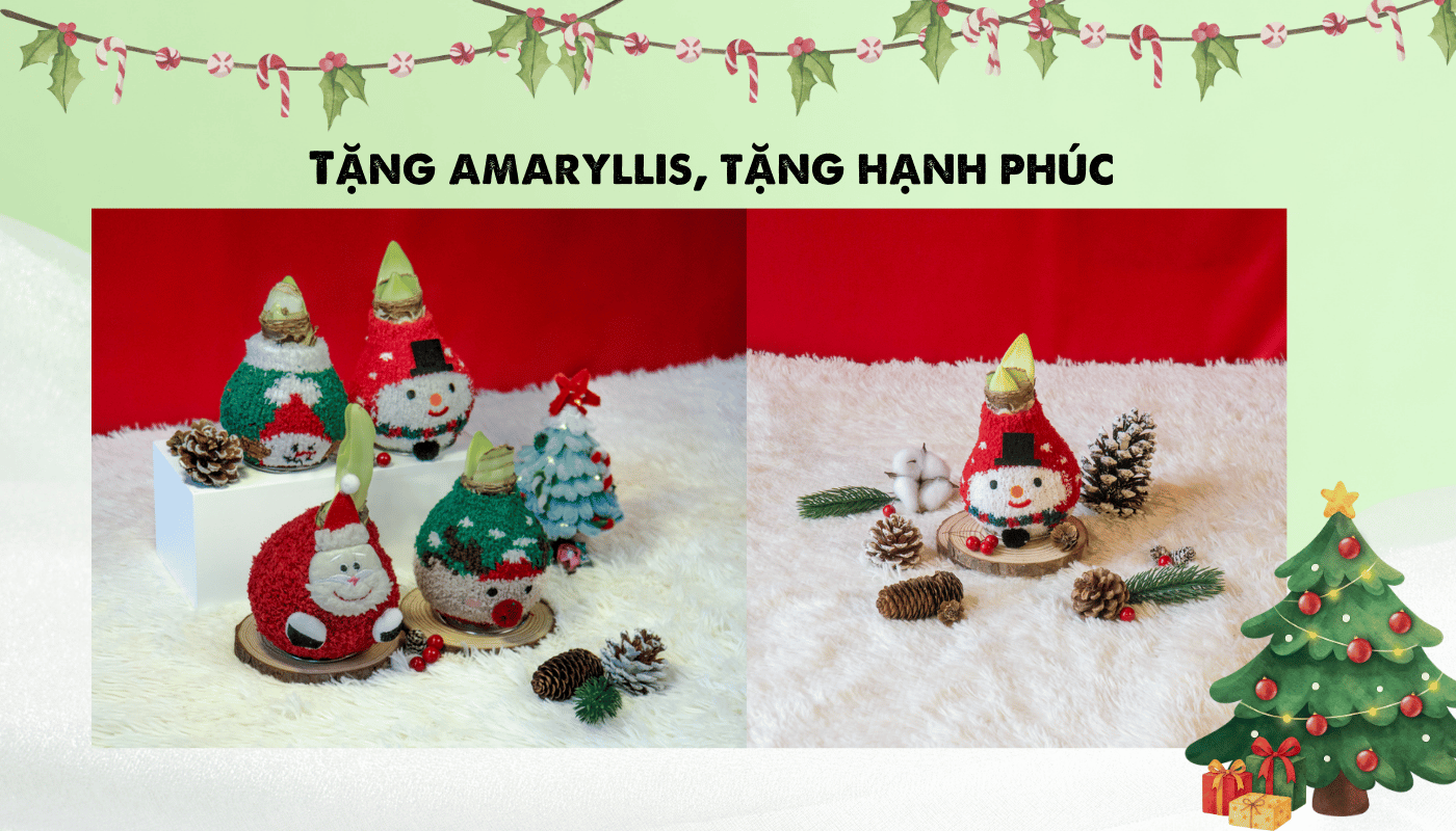 Ý nghĩa của bộ kit trồng hoa trong dịp Noel.