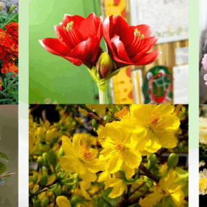 Hoa trưng Tết ý nghĩa - Gợi mở may mắn, tài lộc và gắn kết gia đình ngày đầu năm.