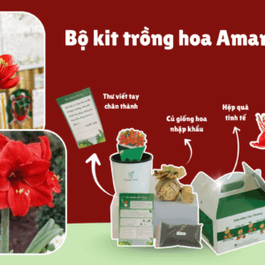 Vì sao hoa trồng theo bộ kit ngày càng được chọn làm hoa Tết?