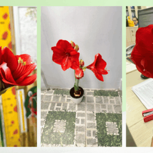 Tự tay gieo trong hoa trưng Tết 2026 bền, đẹp và ý nghĩa.